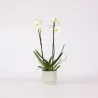 Orchidée Papillon - Phalaenopsis - Hauteur 50-60Cm - ⌀12Cm