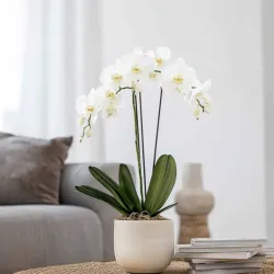Orchidée Papillon - Phalaenopsis - Hauteur 50-60Cm - ⌀12Cm
