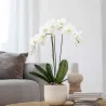 Orchidée Papillon - Phalaenopsis - Hauteur 50-60Cm - ⌀12Cm