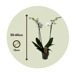 Orchidée Papillon - Phalaenopsis - Hauteur 50-60Cm - ⌀12Cm