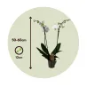 Orchidée Papillon - Phalaenopsis - Hauteur 50-60Cm - ⌀12Cm