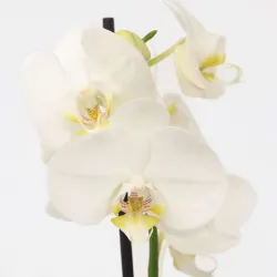 Orchidée Papillon - Phalaenopsis - Hauteur 50-60Cm - ⌀12Cm