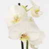 Orchidée Papillon - Phalaenopsis - Hauteur 50-60Cm - ⌀12Cm