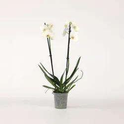 Orchidée Papillon - Phalaenopsis - Hauteur 50-60Cm - ⌀12Cm