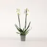 Orchidée Papillon - Phalaenopsis - Hauteur 50-60Cm - ⌀12Cm