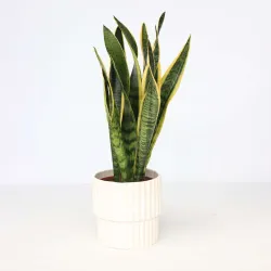 Langue De Belle-Mère - Sansevieria Trifasciata Laurentii - H40-50Cm - ⌀14Cm