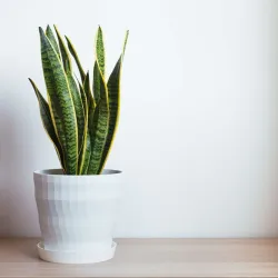 Langue De Belle-Mère - Sansevieria Trifasciata Laurentii - H40-50Cm - ⌀14Cm