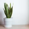 Langue De Belle-Mère - Sansevieria Trifasciata Laurentii - H40-50Cm - ⌀14Cm