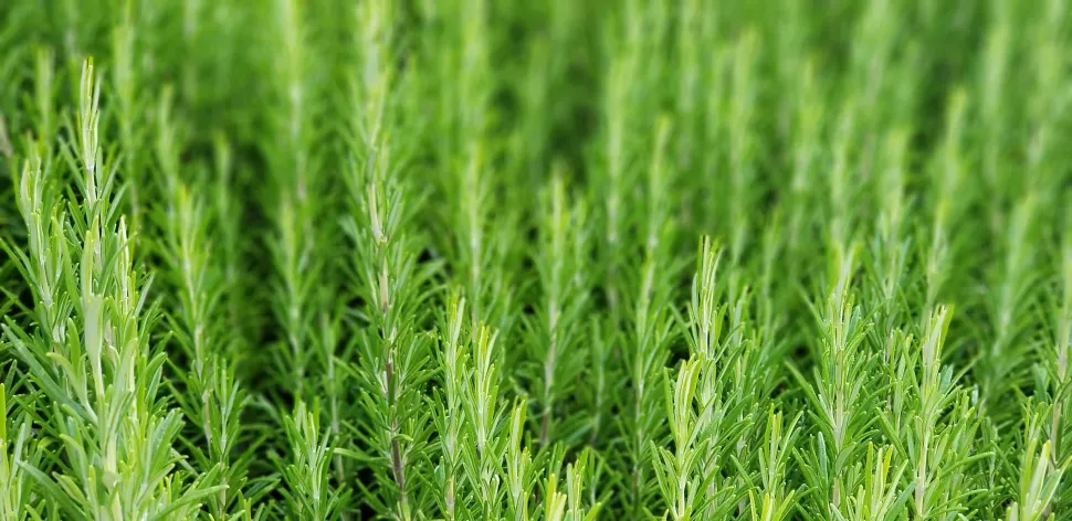 Nos graines d'Herbes Aromatiques