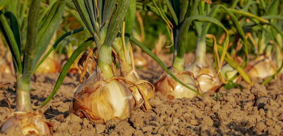 Nos graines de Légumes
