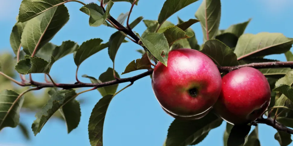 Nos graines de Fruits