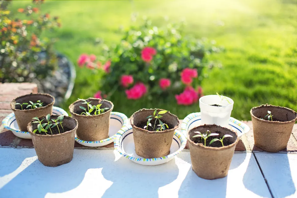 Les Graines & Plantes