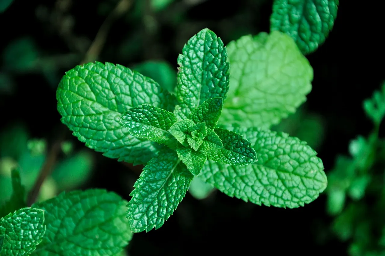 Les Aromatiques