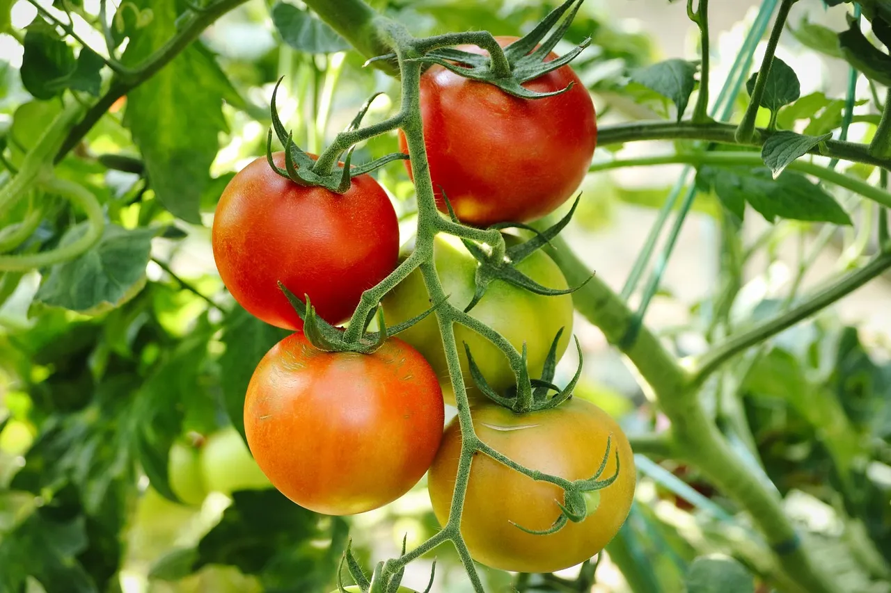 Les Légumes