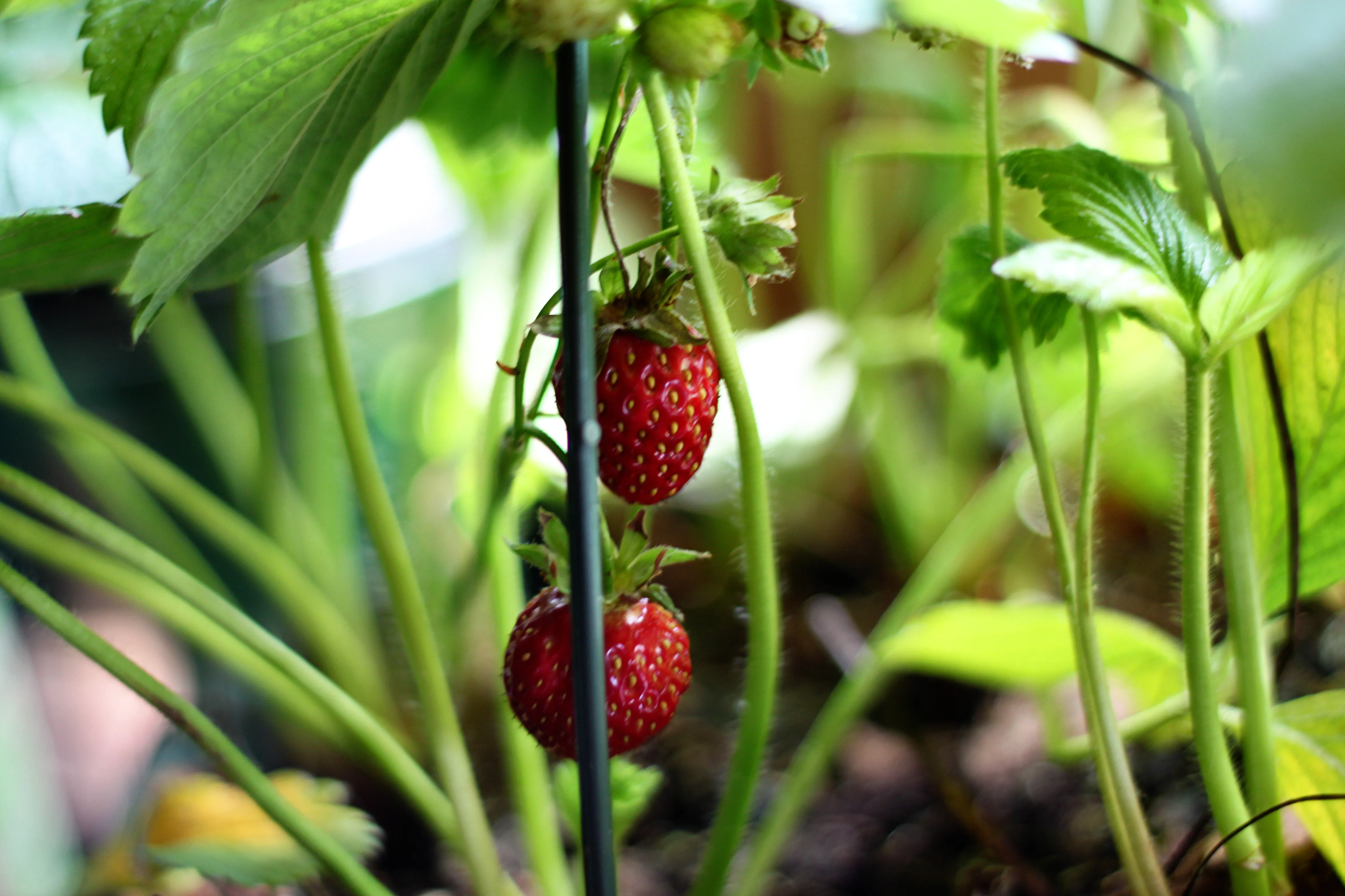 Les Fruits