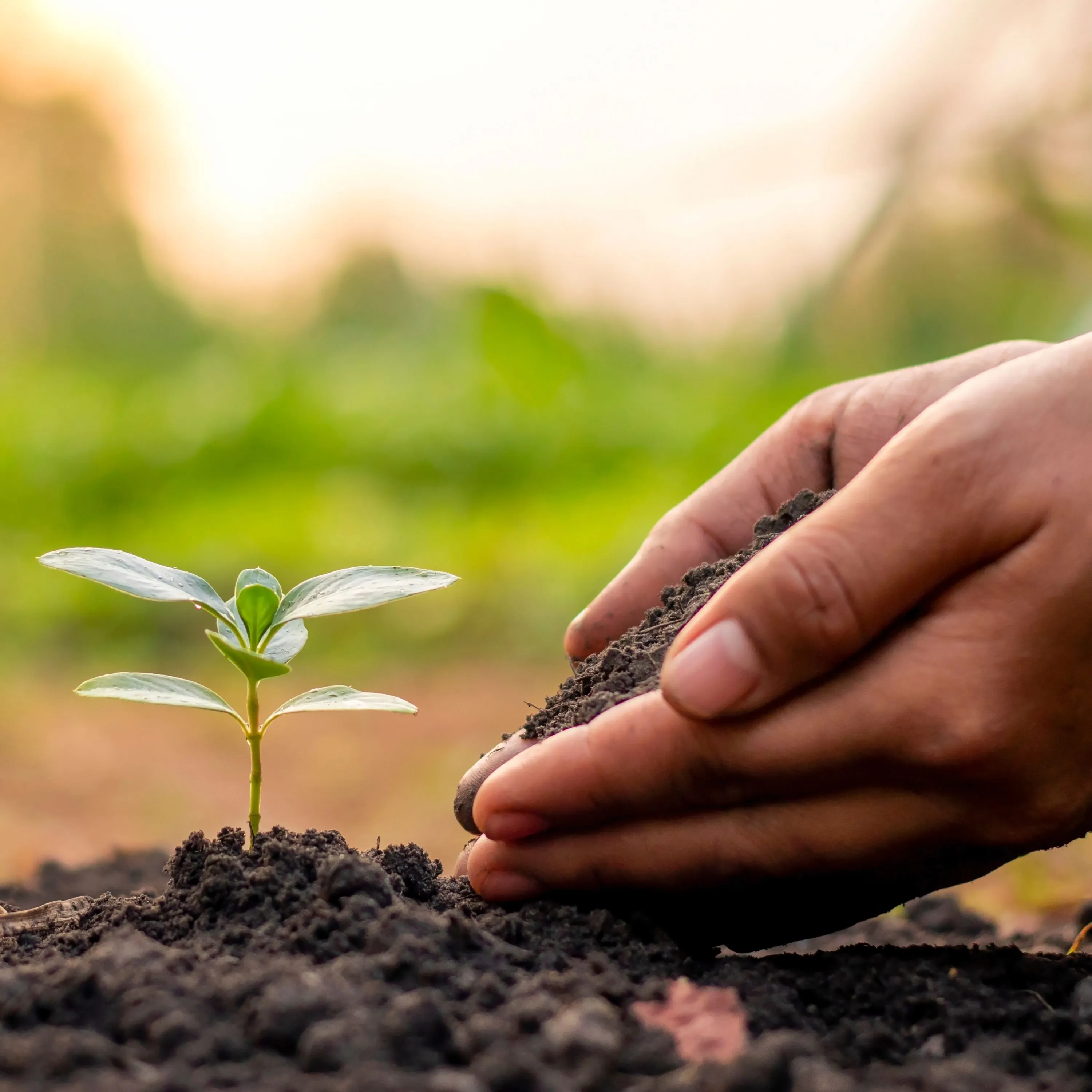 Les Graines & Plantes