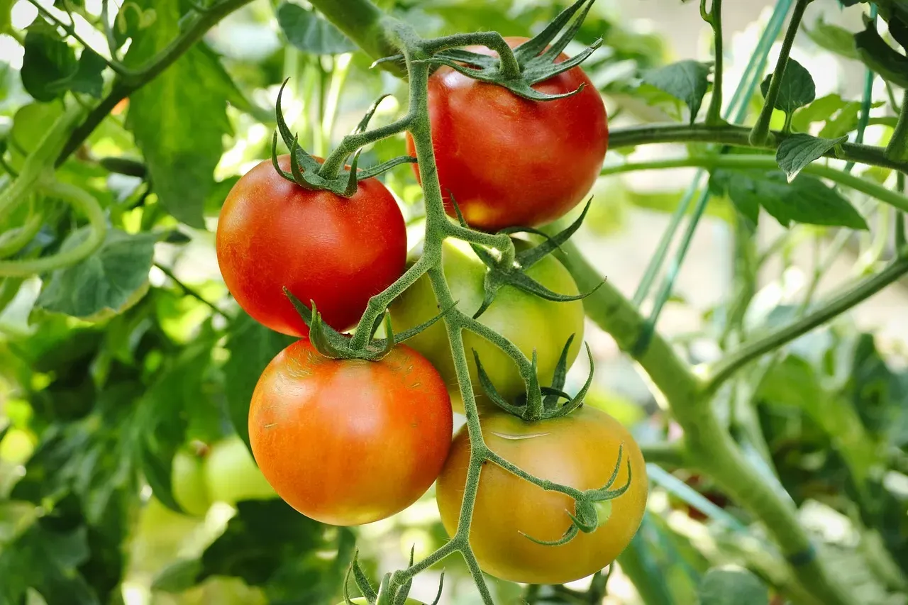 Guide express pour cultiver vos tomates cerises
